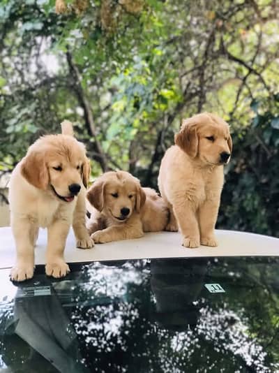 Golden retriever puppies