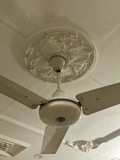 Gfc royal company fan full working