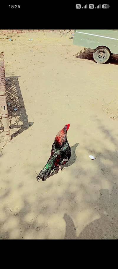 Amroha Patha Zero Size Full good Quality Ma