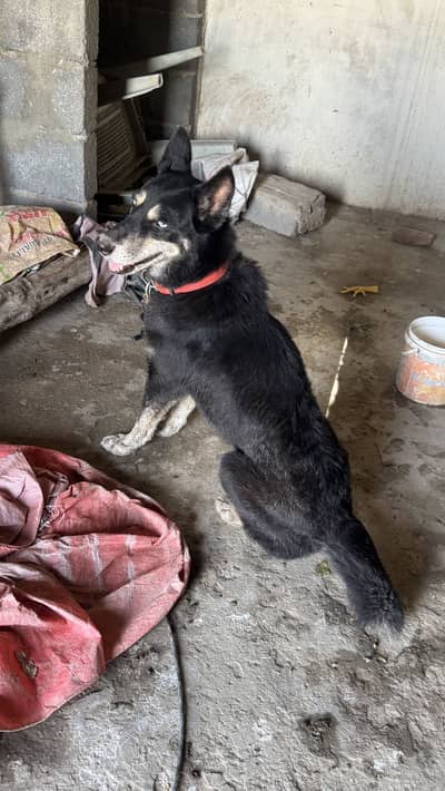 Haski German shapert mix