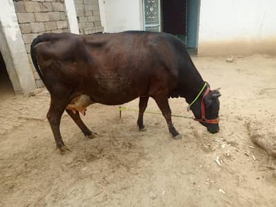 Cross  wahri Top quality