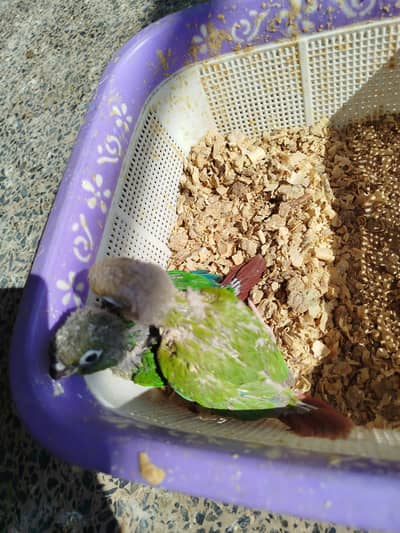 Pineapple Conure Chiks