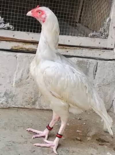 paper white Heera Aseel  available chicks and hens and pathay