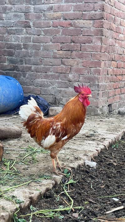 golden mishri male for sale con#0309-6870114