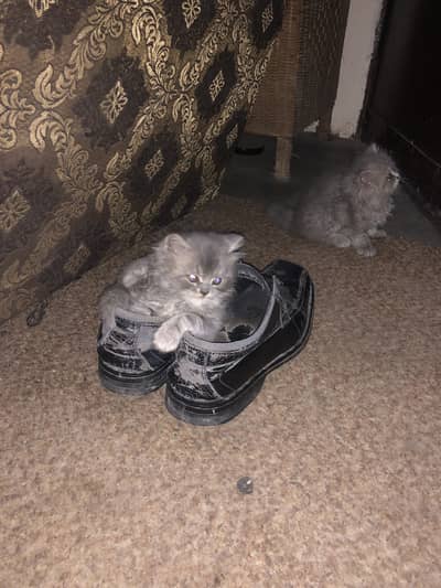 Persian kitties for sale