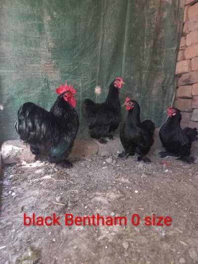 bantam and heavy cochin and Australorp chiks for sale