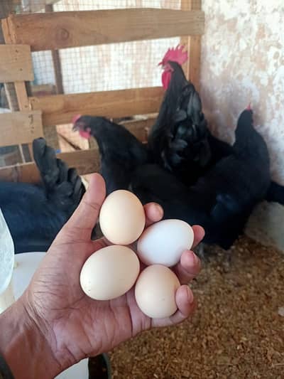 Austorlop Egg for sale Karachi. Fertileing 95%