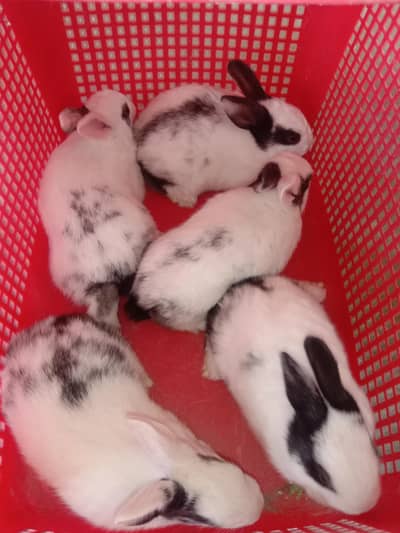 rabbit baby pair for sale 03224186572
