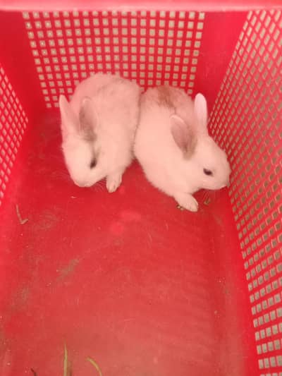 rabbit baby pair for sale 03224186572