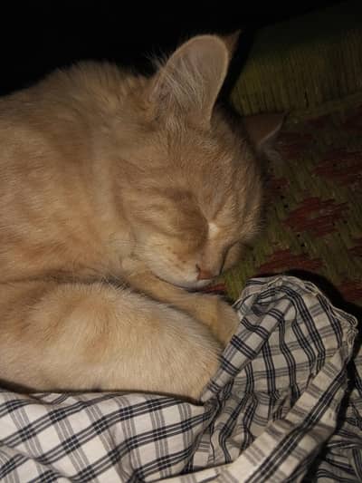 cat bhot healthy hai