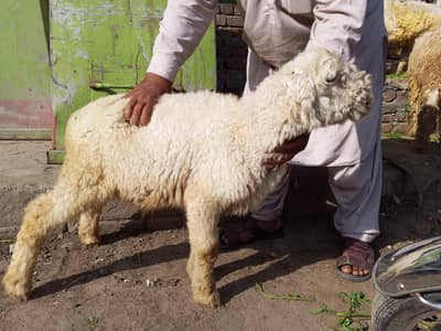 pure Mundra chatra hai 2 months ka hai bili eyes hain