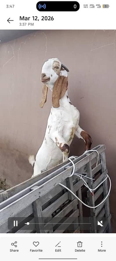 makhi cheeni cross male | qurbani Goat | desi Bakra |  بکرا