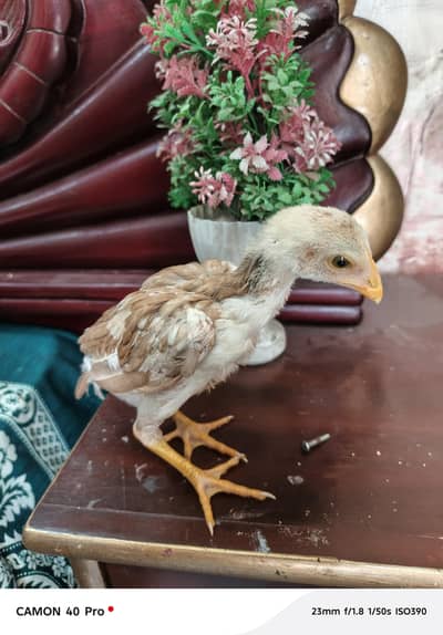 aseel mian wali nasaL. contact number 03217627005