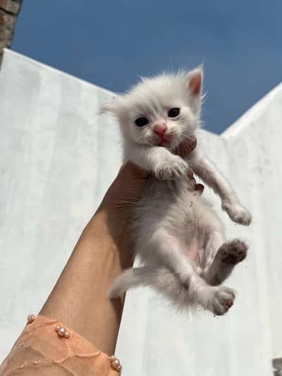 Ragdoll babies for sale