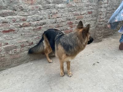 Female German shepherd age 2 sal Hugai ha or full vaccinated ha