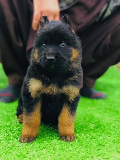 German shepherd | German Shepherd Puppy | Long Coat Pup | GSD For Sale