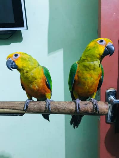 Sunconure Free Fly Trained Piece Available & 2 Hamdtame Pieces Avai