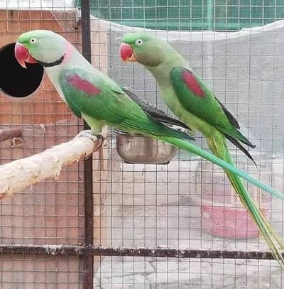 jumbo size breeder pair cage box available