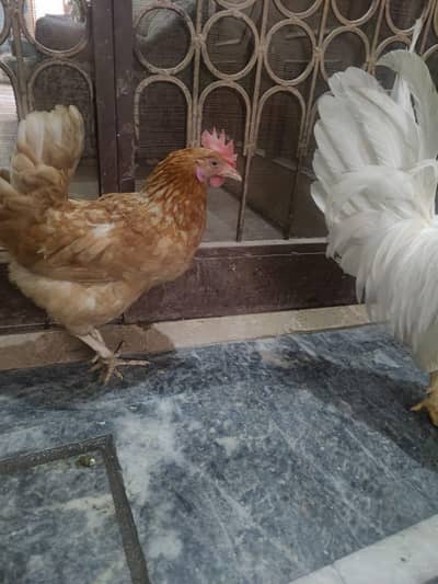 2 Murgiyan h 2no Ando Par h Or Ik Farmi Murga h 3no ghr ki khorak pr h