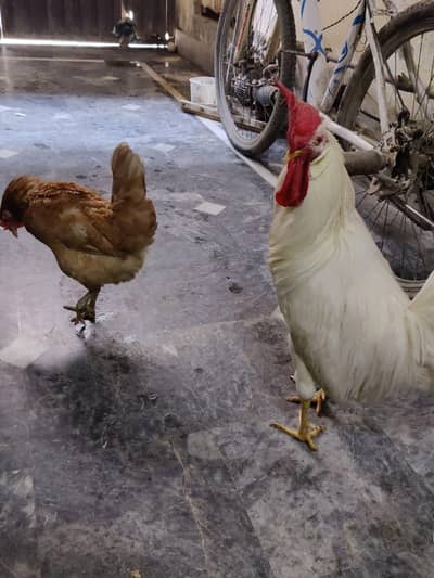 2 Murgiyan h 2no Ando Par h Or Ik Farmi Murga h 3no ghr ki khorak pr h