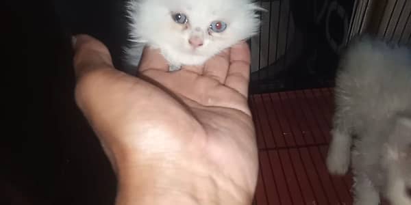 Persion kittens