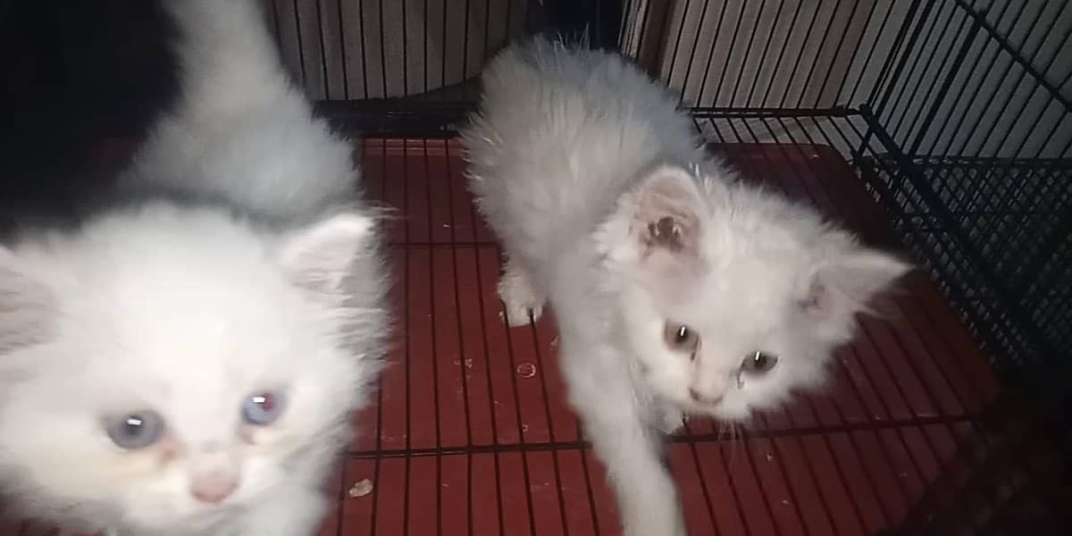 Persion kittens 2