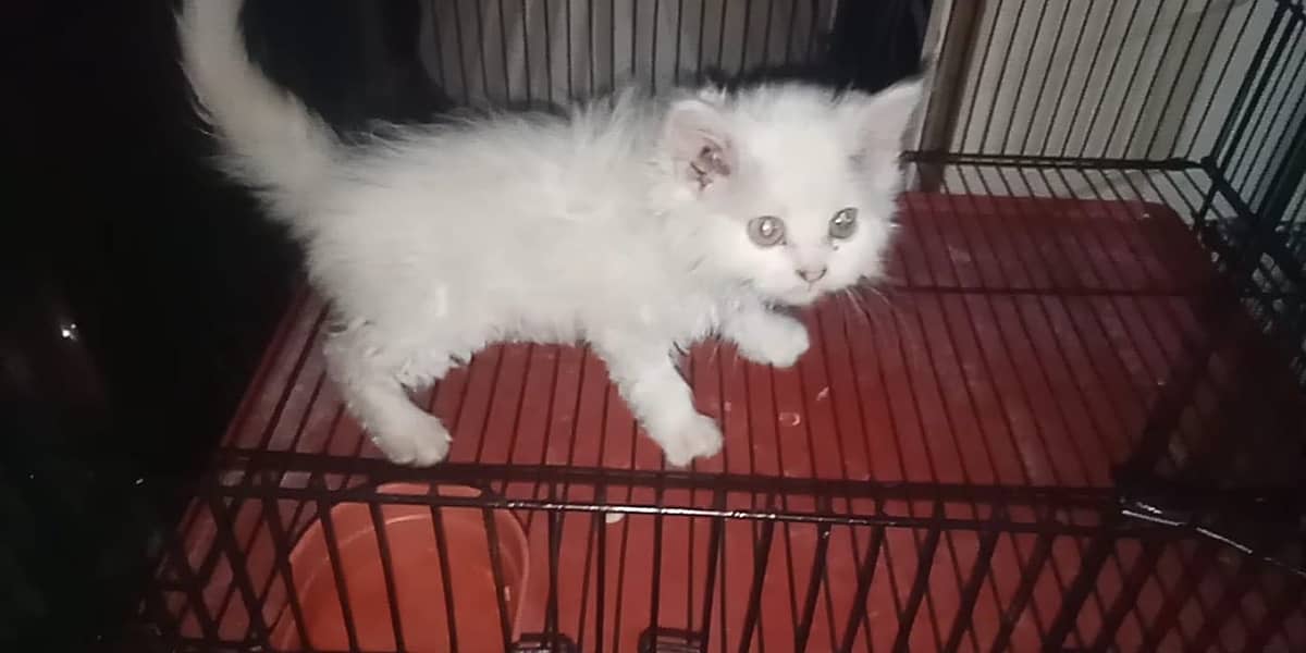 Persion kittens 4