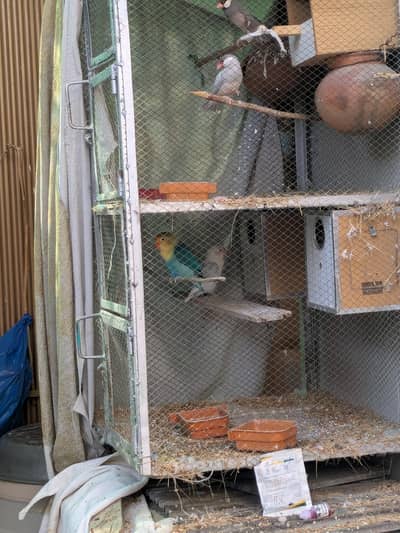 Jawa Finch pair and lovebird pair