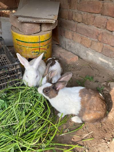 Rabbit Bunny/ Breeder male 1200/ New Zealand rabbit bunny