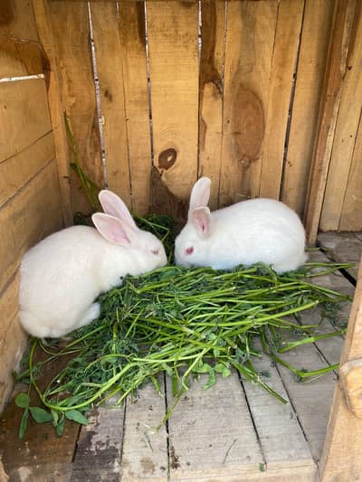 Rabbit Bunny  New Zealand rabbit bunny