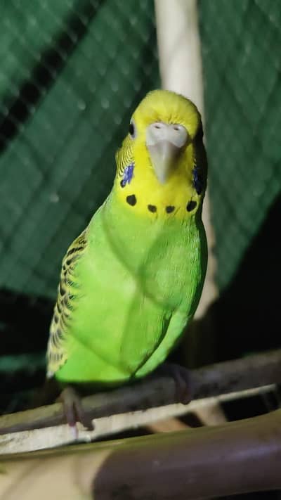 Hand Tamed Budgies Very Freindly Bite Tamed Finger Tamed Proper Tamed