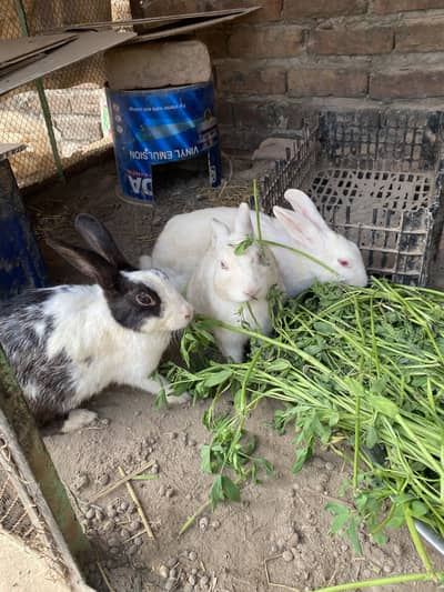 Red Eyes Rabbit / newzeland white/Fresh Meat/ Baby/Rabbit Skin Availab