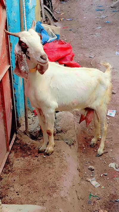 dud wali bakri urgent sale