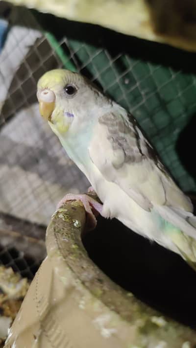 Hand Tamed Birds Available