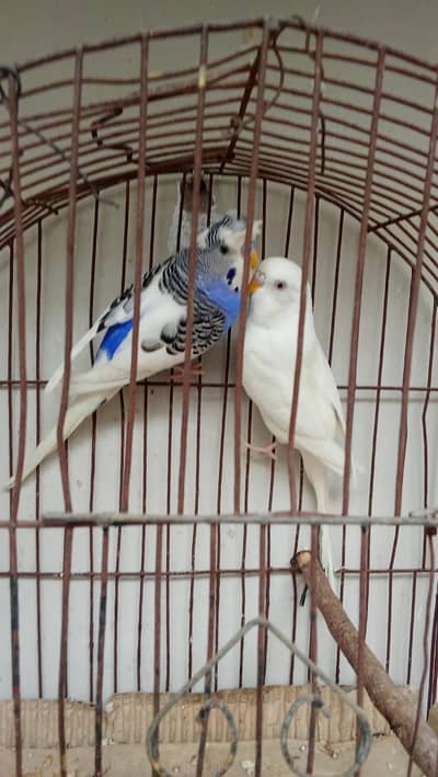 1 Red eye male white  1 pied crusted male