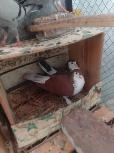 sherazi White & brown 2 pairs