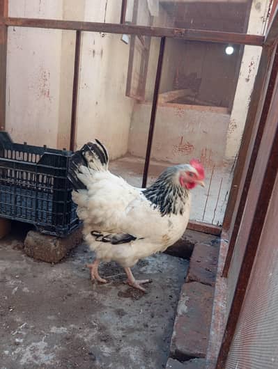 light sussex Heritage hen for sale