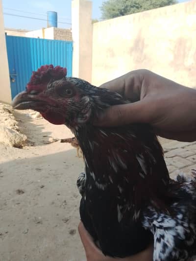 Aseel cheena murga for sale