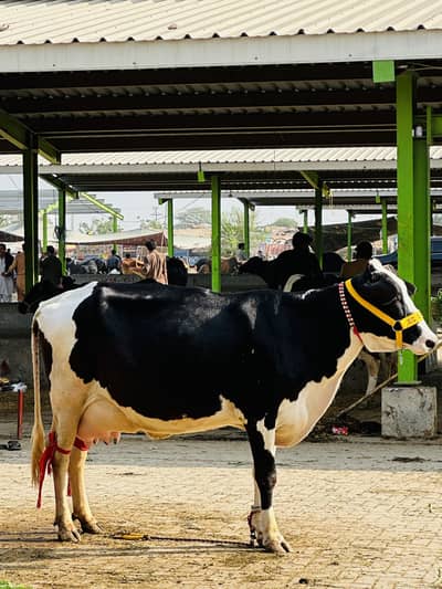 Jersy cross cow 25 plus milk cow