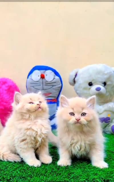Persian Cats & Kittens for Sale may WhatsApp 03126762031