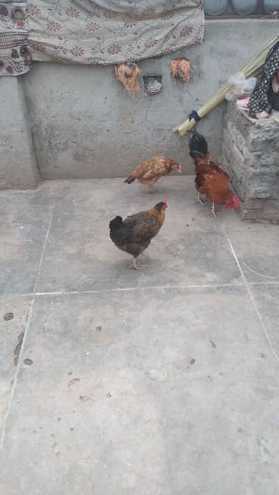 hens Andy de Rahi hai