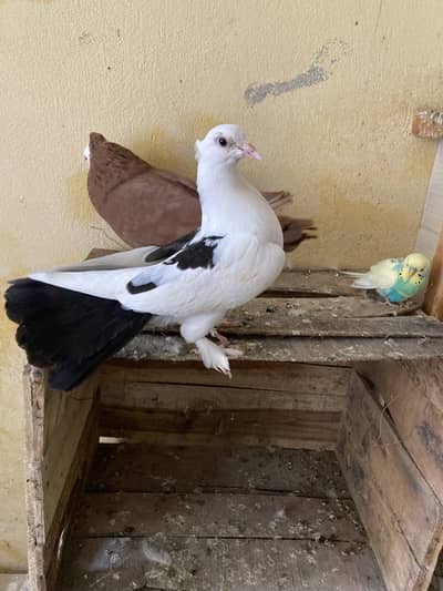 Full Fancy Swing Neck Pair