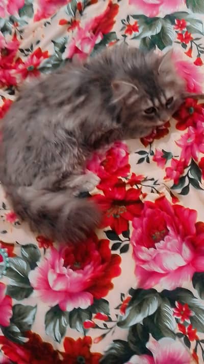 long coat male kitten age 5 months