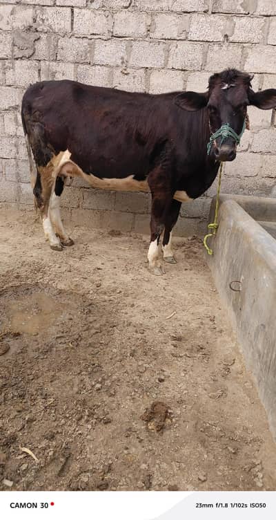 First timmer pregnant heifer