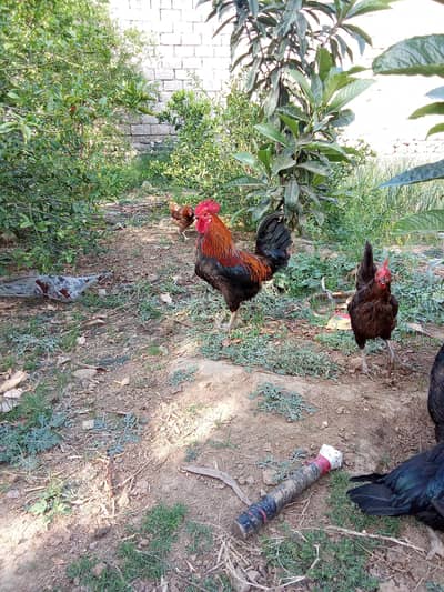 golden hens home breed