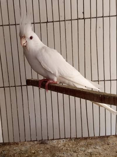 eno cocktail breeder and creem gray  cocktail