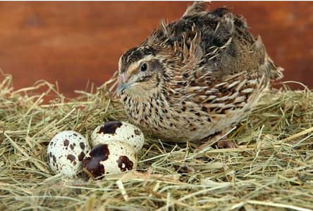 100% fertile Batair eggs available per egg RS 15 Whatsapp 03032766741