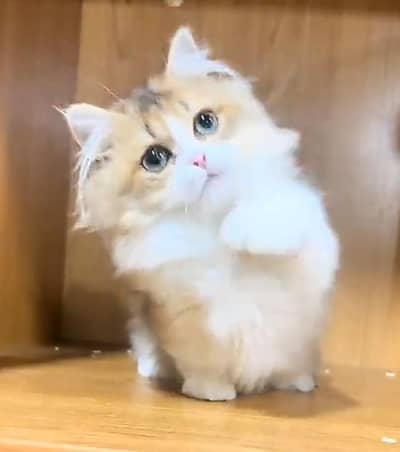 Persian Cats & Kittens for Sale may WhatsApp 03126762031