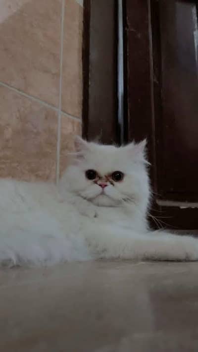 Punch face cat poty train