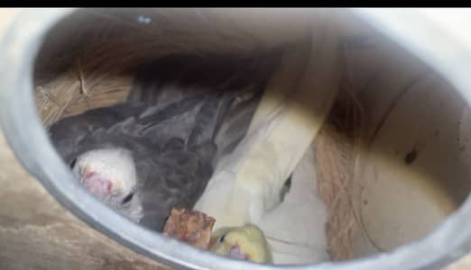 Breeder pair with eggs